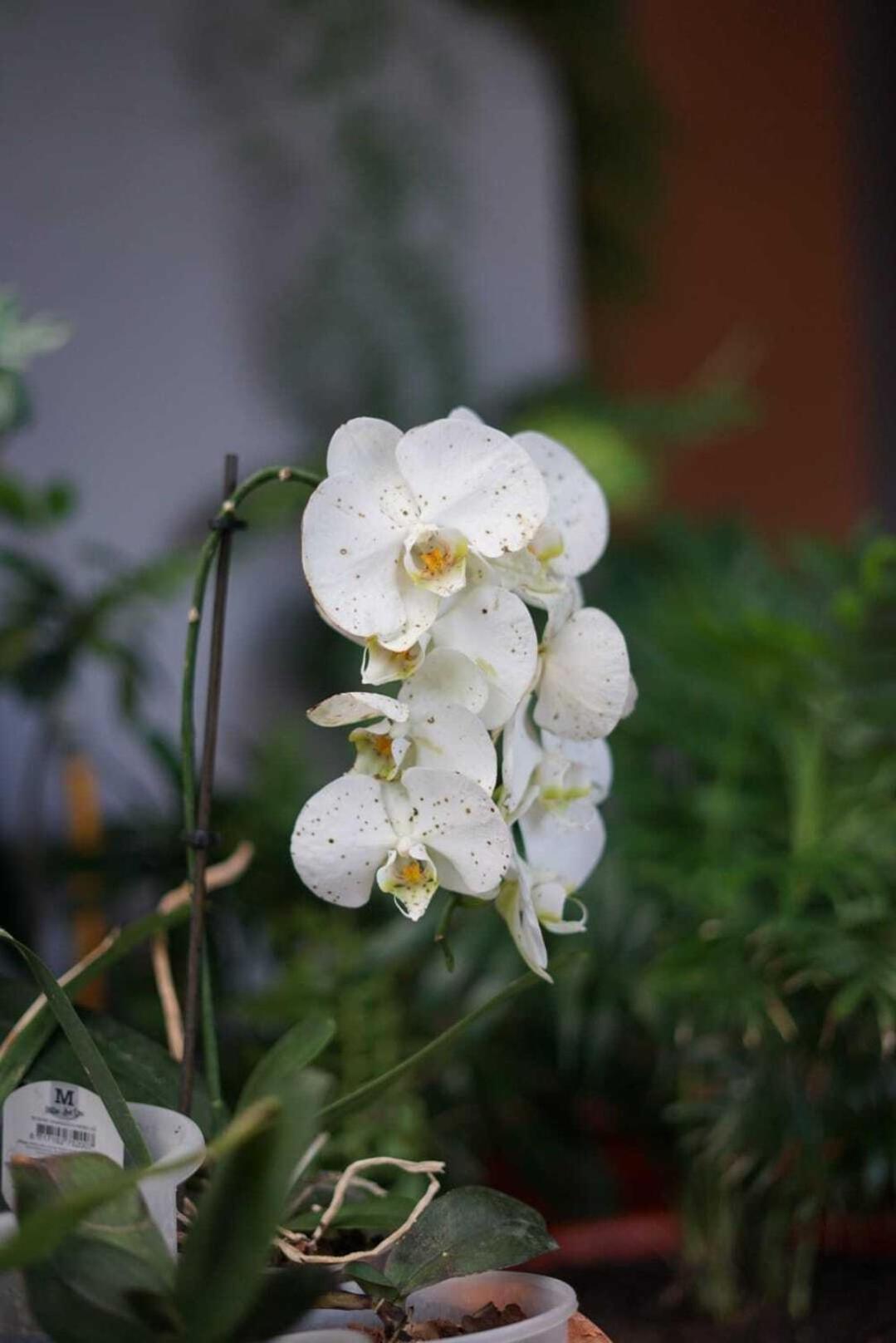 Gardens Guest House เซาวิเซนเจ ภายนอก รูปภาพ